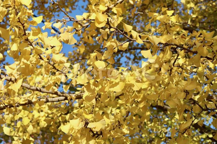 イチョウ　秋　紅葉　青空 秋,秋の訪れ,空の写真素材