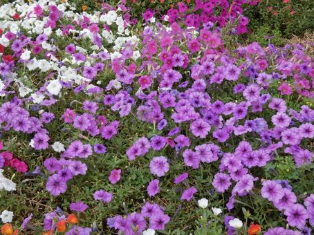 花壇のペチュニア 花壇のペチュニアの写真