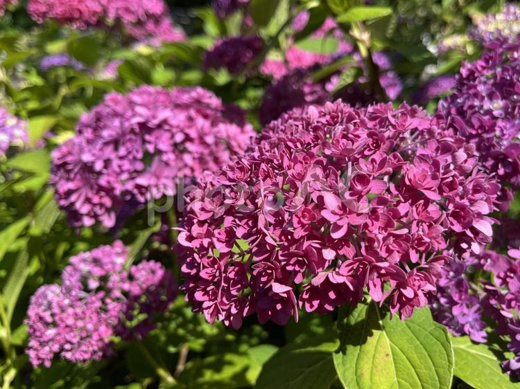 赤紫のアジサイの花 アジサイ,花,紫陽花の写真素材