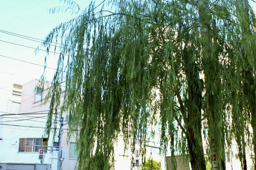 柳の木 柳の木 柳,柳の木,木の写真素材