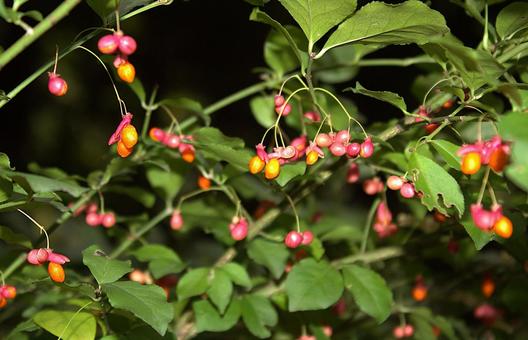 秋の山野草　ヒヨドリショウゴの写真
