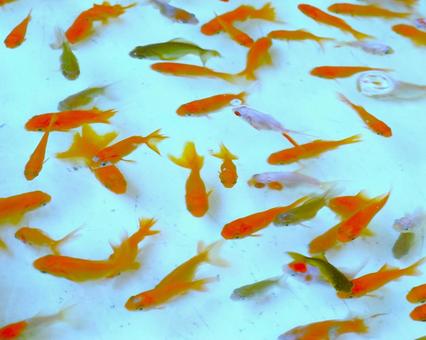金魚すくいの金魚① 金魚すくいの金魚① 金魚,魚,金魚すくいの写真素材