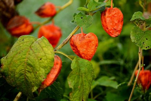 ほおずき（鬼灯、鬼燈、酸漿） ホオズキ,ほおずき,鬼灯の写真素材