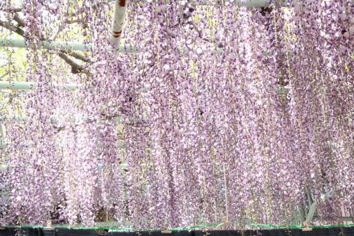 Wisteria flower, JPG Wisteria flower, JPG