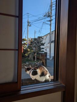 逃げたねこ_7 窓,朝焼け,日の当たるの写真素材