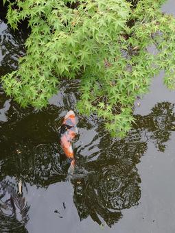 泳ぐ鯉ともみじ 泳ぐ鯉ともみじ 鯉,こい,魚の写真素材