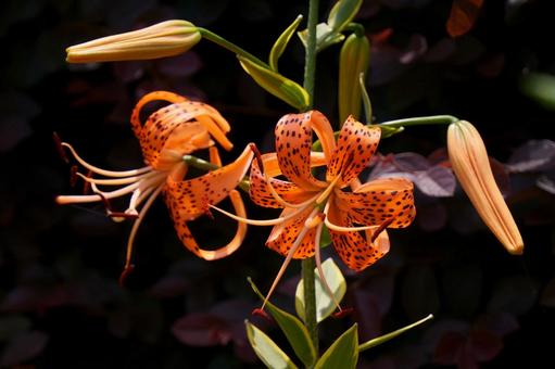Tiger lily, JPG Tiger lily, JPG