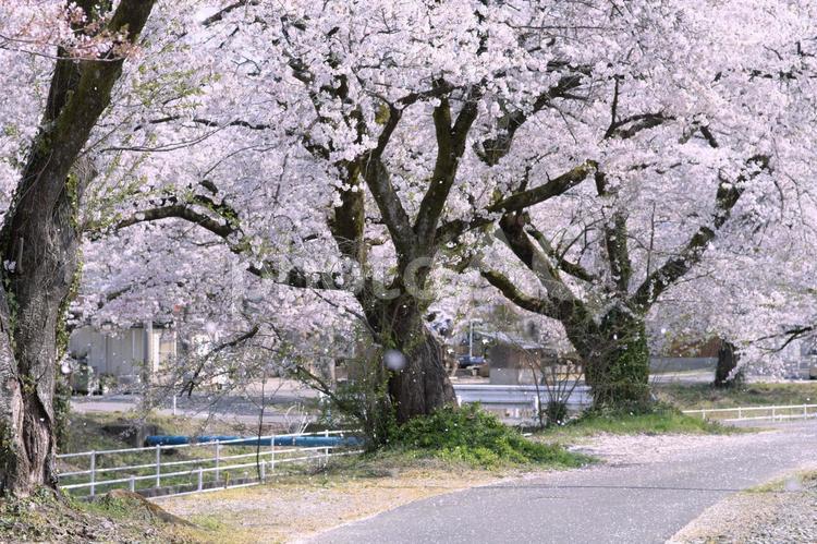 川沿いの桜並木 春,桜,さくらの写真素材
