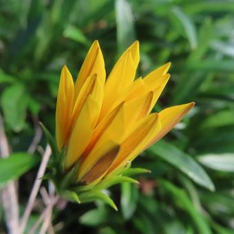 ガザニア ガザニア,花,花びらの写真素材