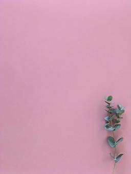 グリーン素材|ユーカリ|背景ピンク_2 グリーン素材|ユーカリ|背景ピンク_2の写真