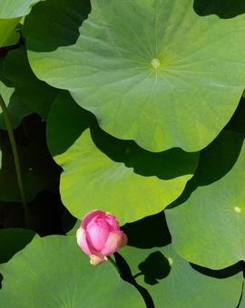 lotus, JPG lotus, JPG