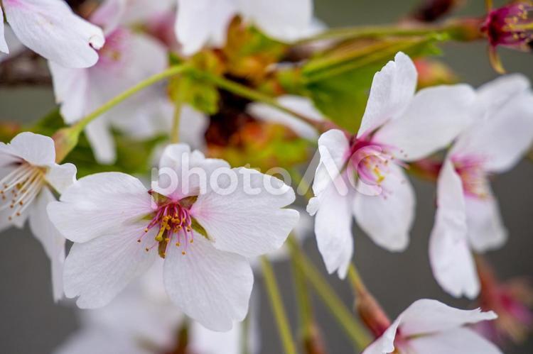 満開のソメイヨシノ 桜,ソメイヨシノ,クローズアップの写真素材