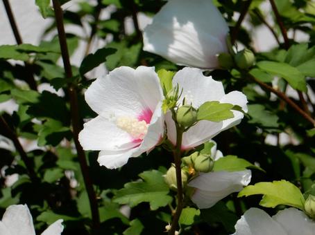 [Flower photo] White Rose of Sharon, JPG