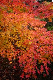 ＜秋のイメージ＞紅葉 紅葉,グラデーション,木の写真素材