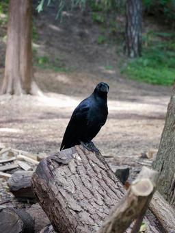 A crow perched on a stump, JPG