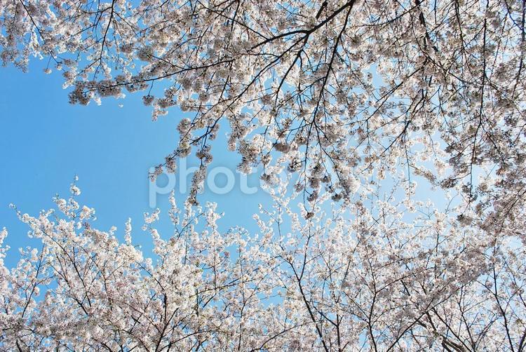 逆光のソメイヨシノと青空 桜,花,春の写真素材