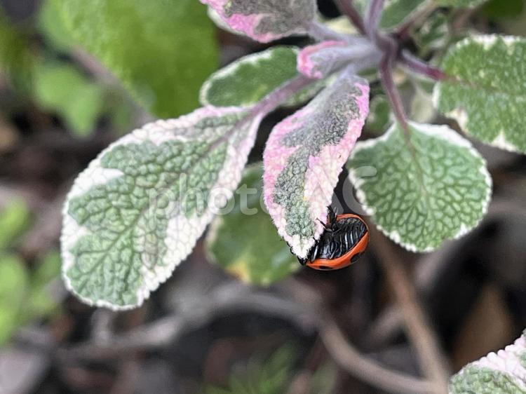 セージの葉上のテントウムシ 07 天道虫,紅娘,瓢虫の写真素材