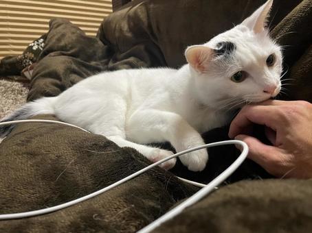 ネッコ 猫,マイキャット,愛猫の写真素材