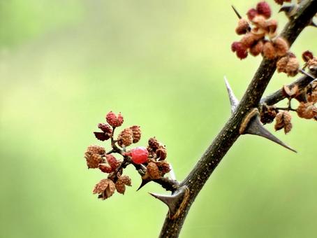サンショウの鋭い棘と枝に残る果実 サンショウ,山椒,果実の写真素材