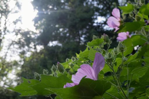 森の雑草 森の雑草の写真