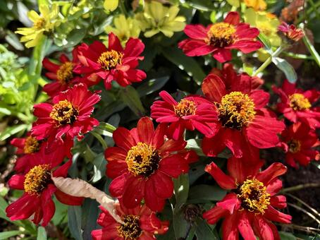 花壇に咲く鮮やかな赤色のジニア、百日草﻿ ジニア,百日草,ヒャクニチソウの写真素材