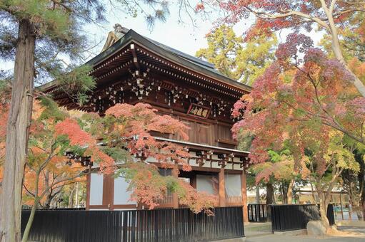 松戸市の秋の東漸寺山門(仁王門) 東漸寺,東漸寺山門,東漸寺仁王門の写真素材