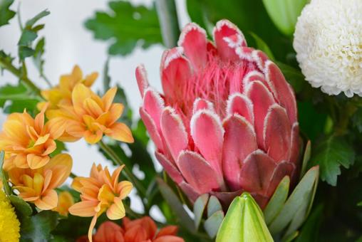 キングプロテア キングプロテア キングプロテア,スプレーマム,活花の写真素材