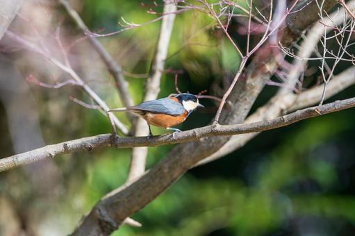 枝にとまるヤマガラ 枝にとまるヤマガラ ヤマガラ,鳥,野鳥の写真素材