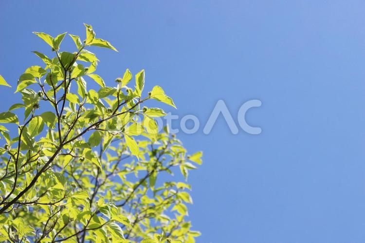 空と木（明るめ） 青葉,若葉,青空の写真素材