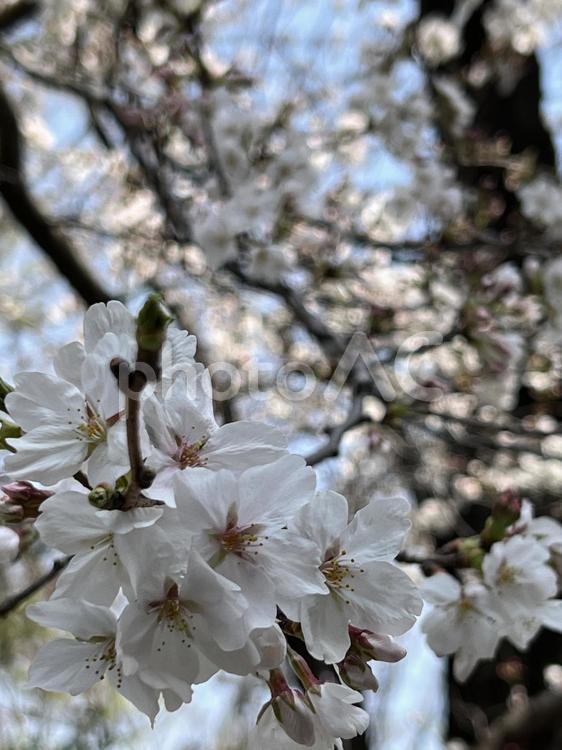 青空のもと、咲き誇る桜 さくら,白,ソメイヨシノの写真素材