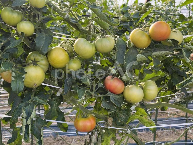 トマトのハウス栽培 トマト,野菜,ハウス栽培の写真素材