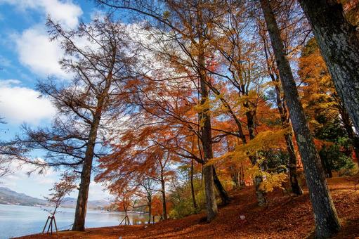 湖と紅葉 湖と紅葉 山中湖,紅葉,黄葉の写真素材