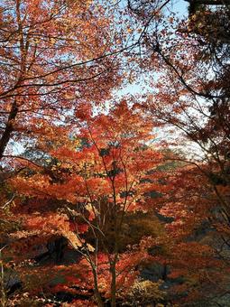真っ赤な紅葉 空,紅葉,真っ赤の写真素材