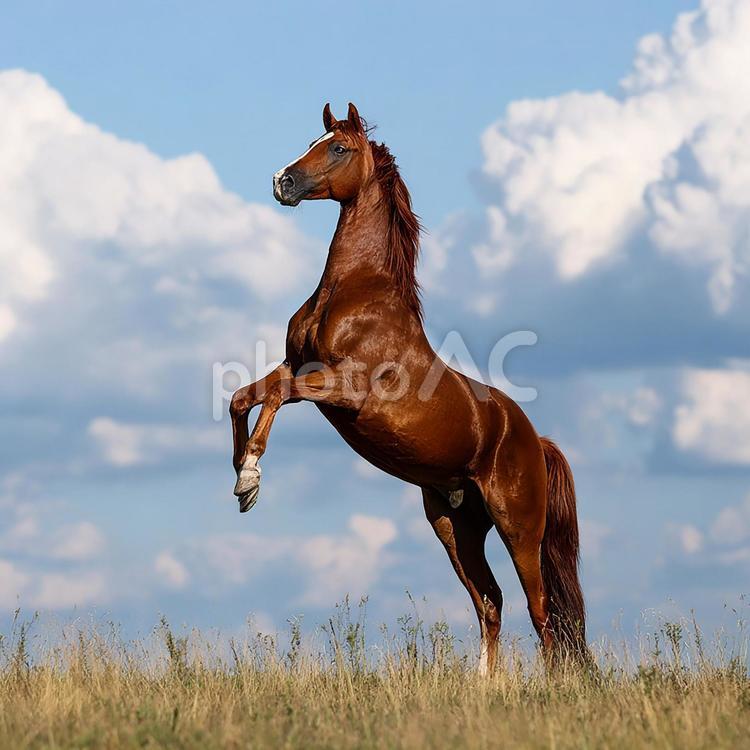 自信に満ちた馬のポーズ 馬,躍動感,動物の写真素材