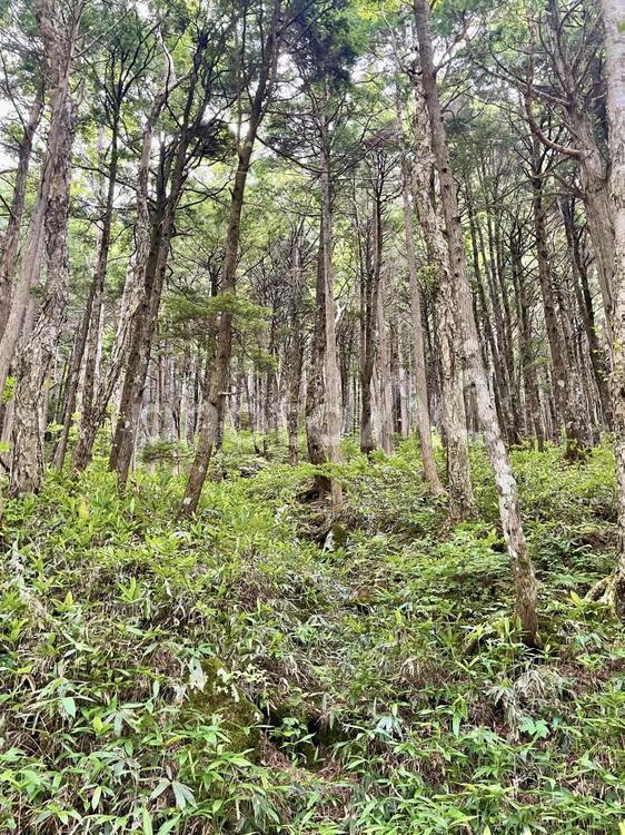 見上げる夏の森の木々 森,林,木の写真素材
