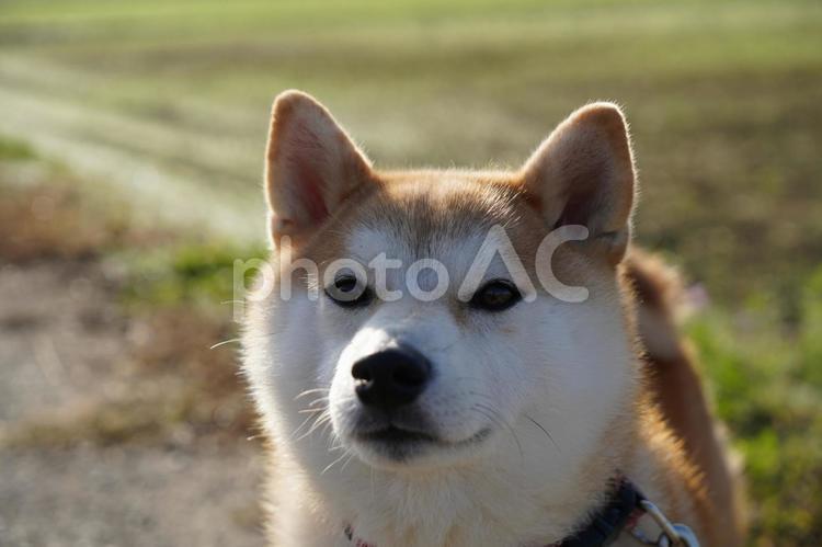 おやつが欲しい、ゆず 柴犬,犬,日本犬の写真素材