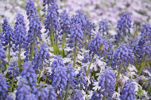 ムスカリと芝桜の混植花壇で働くミツバチ ムスカリ,芝桜,シバザクラの写真素材