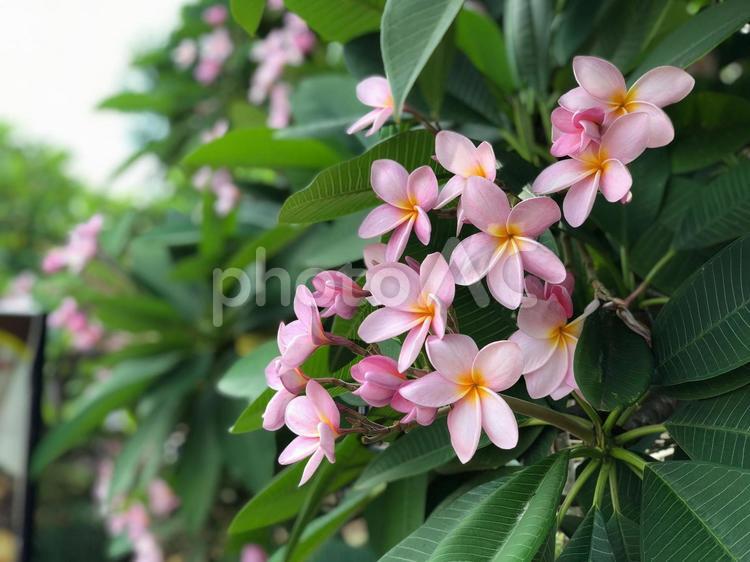 プルメリア　南国の花 花,南国,ピンクの写真素材
