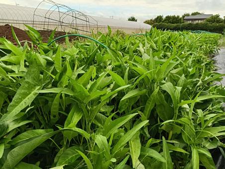空心菜 空心菜 空心菜,野菜,畑の写真素材