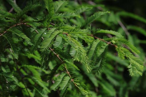 メタセコイア メタセコイア,緑,葉の写真素材