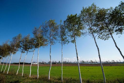 青空の下に静かに佇む白樺並木 白樺,並木,白樺並木の写真素材