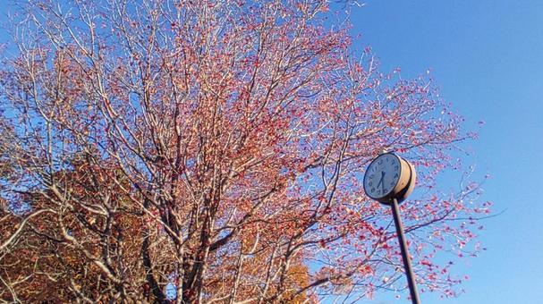落葉樹と時計 紅葉,秋,時計の写真素材