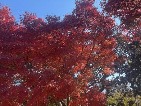 Photo, maple, momiji, red, 