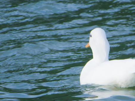 アヒルの後ろ姿 アヒルの後ろ姿 鳥,アヒル,白の写真素材