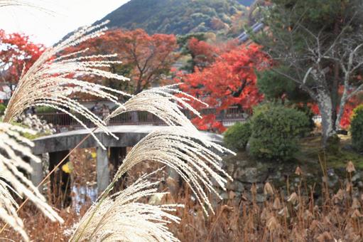 京都で見たススキ 京都で見たススキの写真