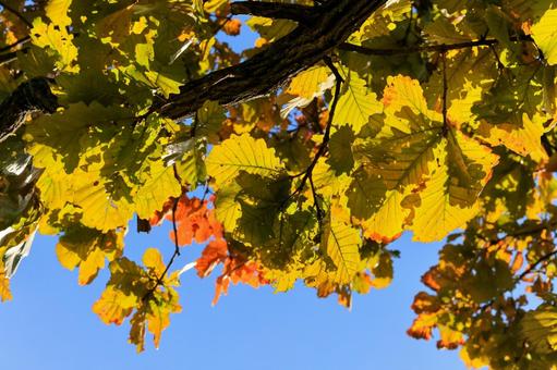 柏 柏,樫の木,日光の写真素材