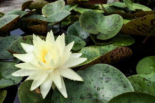 瑞々しい水滴と淡い黄色の清楚な睡蓮 睡蓮,スイレン,花の写真素材
