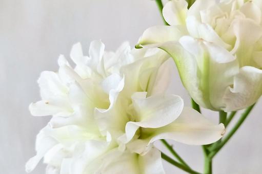 【ユリ】フラワー｜ボウルオブビューティーの写真