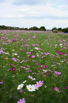 コスモス　所沢 コスモス,所沢,快晴の写真素材