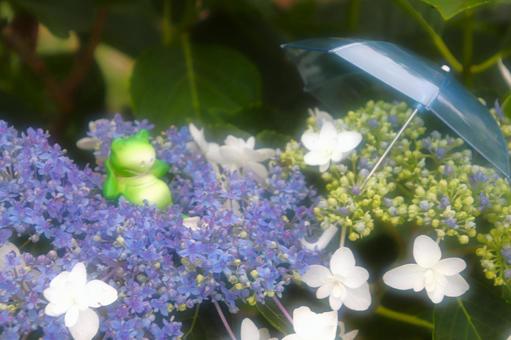 Photo, rainy season, image of rainy season, a frog, 